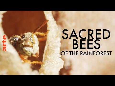 Sacred Bees of the Rainforest | ARTE.tv Documentary