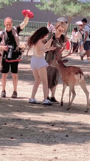 🦌❤️ 日本の女の子と鹿の奇跡の瞬間！可愛すぎる触れ合いに癒される｜奈良公園 #traveljapan #奈良公園の鹿 #animals