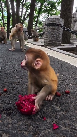 THE CUTEST LITTLE MOUTH 😤🐒💀 | Red Red
