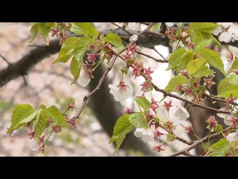 Cherry Blossoms in full bloom for weekend festival in Buffalo