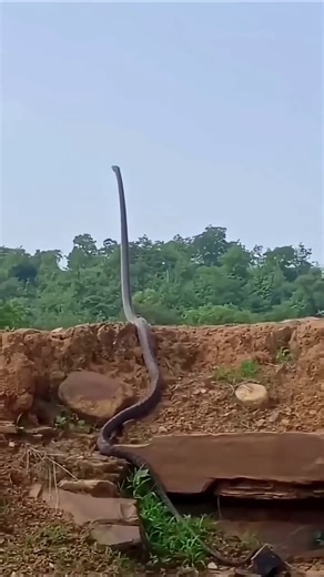 How Big Can a King Cobra Get?