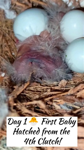 Finch Breeding Journey | Day 1 Hatch. #birds #nest #finch