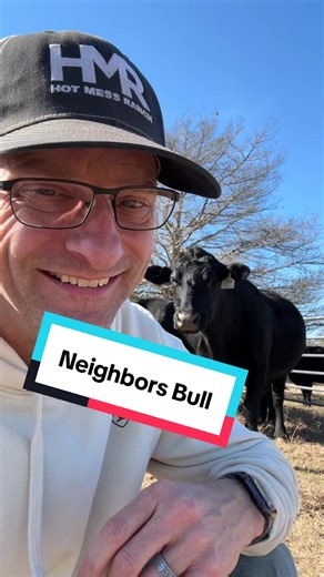 Update on Neighbor's Bull Bred Cow Pregnancy Status