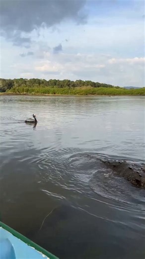 SHORELINE AMBUSH: CROCODILE CATCHES PELICAN OFF GUARD ⚠️🌊💀