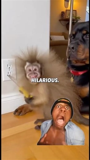 Monkey Gets the Shock of His Life! ⚡🐵😂
