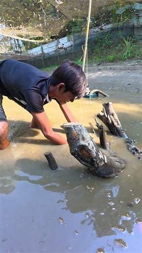 Village Big Catching Fish by Hand #fishing #fish