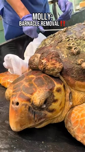 turtlehospital on Instagram: "Molly's next chapter: Barnacle Removal! Molly, an adult loggerhead sea turtle encrusted in barnacles, was rescued in the Florida Keys last week. With critically low blood levels, she survived having a 10.1 pound tumor removed. Gaining her strength back, Molly was ready for barnacle removal today!🐢❤️ Keep sending prayers and healing energy Molly’s way! #connectandprotect #compassioniscontagious #rescuerehabrelease #seaturtlerescue #loggerheadseaturtle loggerhead tur
