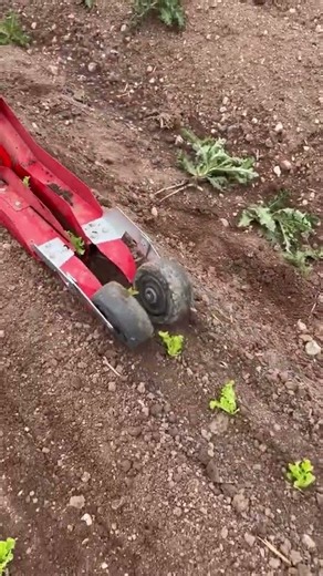 🥬🚜 High-Speed Paper Chain Transplanter: Automatic Row Planting For Lettuce Seedlings!#shorts