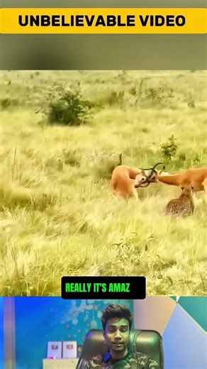 Leopard Faces Trouble While Hunting Fighting Bucks