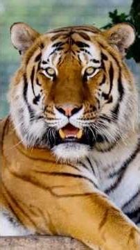 Tiger that attacked a man at Yorkshire park will not be euthanised