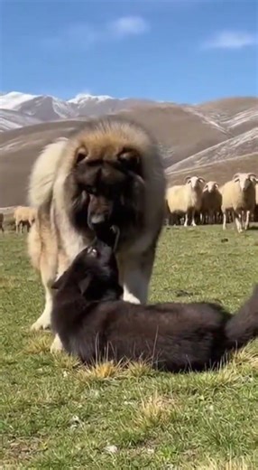 Caucasian Shepherd vs Black Wolf: The Ultimate Guardian! 🐺🐶