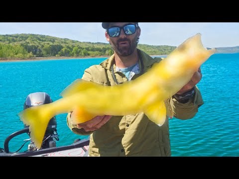 It's Been YEARS Since I Caught One THIS BIG... So We Ate It! (Catch and Cook)