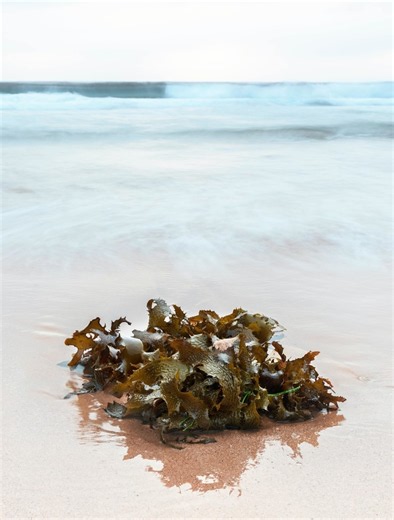 Here's why we could be eating more seaweed in future