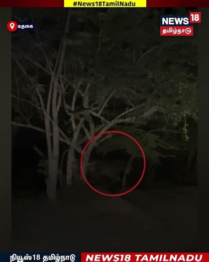 Tiger | மசினகுடி சாலையில் திடீரென ஓடிய புலி..வாகன ஓட்டிகள் அச்சம் | N18S