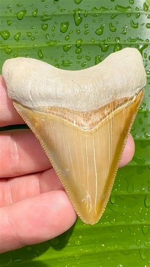 Crazy natural orange Megalodon shark tooth found fossil hunting ancient Florida ocean #sharks #wow