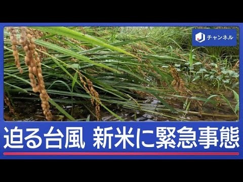 迫る台風26号　連日続く雨　新米に緊急事態　品質に不安感じるなか検査に密着【スーパーJチャンネル】(2026年9月30日)