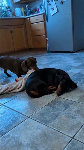 Cold Dachshund Gets a Blanket 🥺 #shorts