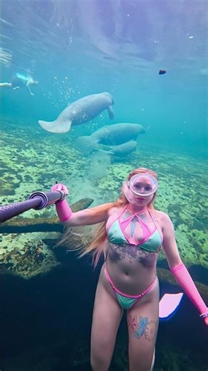 Manatee family 🩶 #manatees #underwater #freediver #freediving #springs