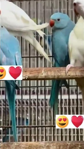 Ringneck and Conur breeding#mucaw#cockatoo#lorry#african grey#electus#ringneck#yellow ringneck#raw#e