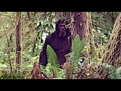 FINALLY! The First CLEAR Bigfoot Footage of May 2026 is Here!