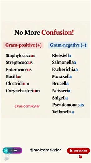 Microbiology Made Simple | Gram-Positive and Gram-Negative Bacteria