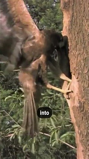 This Hawk Pulls Prey Out of Hiding🐦‍🔥