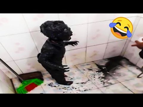 Try Not To Laugh Challenge 😂 Top Funniest Videos | PART 1
