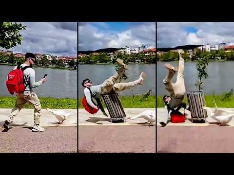 FUNNY Pet Fails | Am I Being Rage Baited By My Dog?