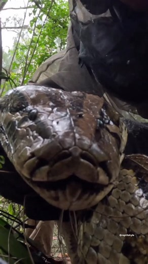 Kyle on Instagram: "This was the largest in-tact shed skin that we have ever found in the wild. That shed ended up leading us to one of the biggest snakes we’d see all year. This big female Burmese Python was 16’ 6” in length and was guarding 55 eggs. After doing a necropsy on the python, we found that she had been eating our native white tailed deer. If you haven’t already, go check out our Python nesting video that we put out on our YouTube channel to see more of this snake! (Link in bio)"
