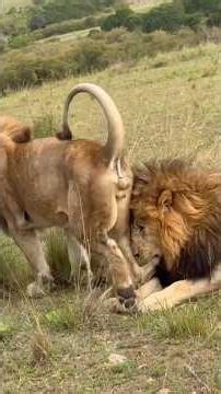 The Mighty Lion Brothers | Maasai Mara National Reserve, Kenya