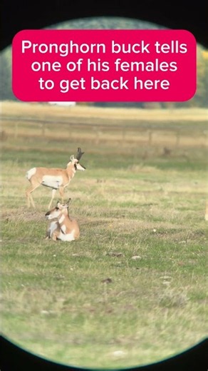 Pronghorn buck tells one of his females to "get back here"