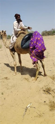 Unexpected Moment on Camel Ride | Water Container Falls Safely
