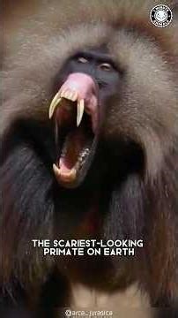 Gelada Baboon 👹 The SCARIEST Herbivore!