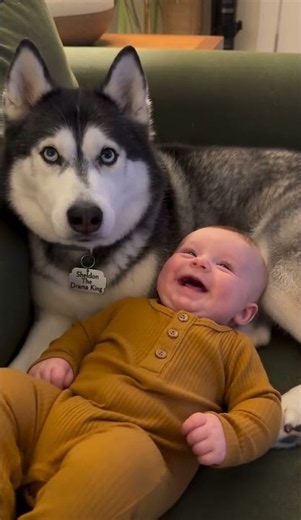 Husky and Baby 😂 Giggling Leonard Snuggles Sheldon