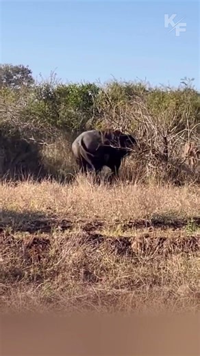 Young Lion Panics and Runs from Massive Buffalo