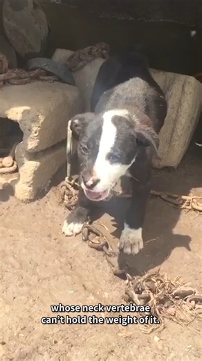 THIS is happening to dogs across the country, every single day. Breaking The Chain reveals a national crisis and the people fighting to end it. Watch the full documentary ⛓️‍💥👉 https://www.peta.vg/45kx #UnchainADogMonth | PETA (People for the Ethical Treatment of Animals)