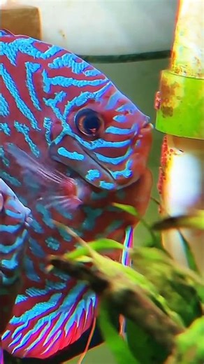 🐟 Amazing Discus Fish Breeding Process | Eggs Laid on the Pipe! 🥚✨ #fish #discusfish #aquariumlife