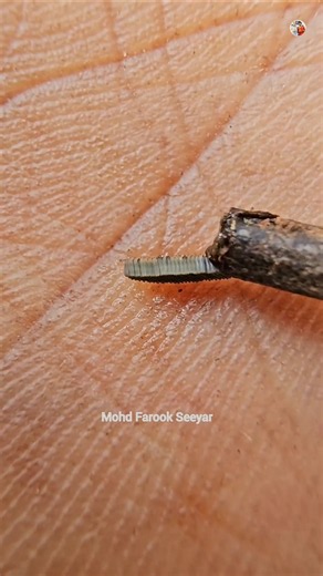 mosquito larvae biriyaani making😋🔥