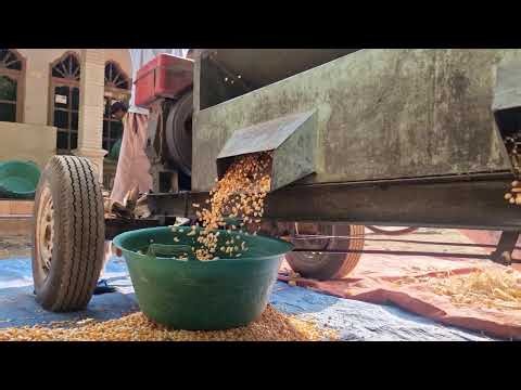 SATISFYING CORN SEED YIELD THRESHED WITH MACHINE! - Agriculture farming