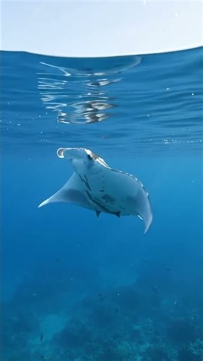 A majestic manta ray barrel roll right at the surface! 🌊✨