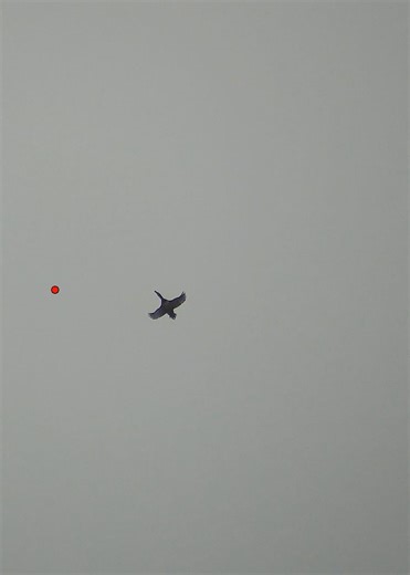 Watch this turbo redhead get cleaned out ! #duckhunting #waterfowl #hunting @bossshotshells