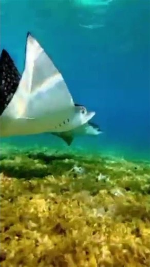 Cozumel El Cielo 🌊🐠 The Snorkeling Experience You Can’t Miss! #Cozumel #ElCielo #RivieraMaya #Caribe