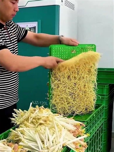 Bean sprout shaving process