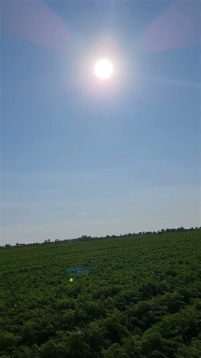حقول الخضار تحت شمس الصباح ☀️ | Morning Sun Over Green Fields