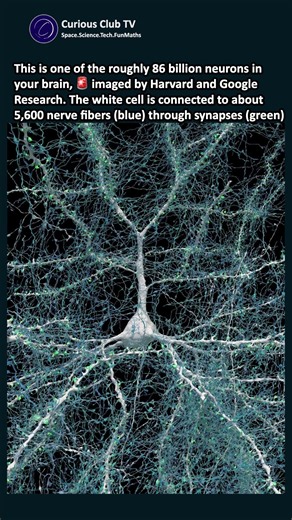 This Is 1 of the 86 Billion Neurons in Your Brain, Imaged by Harvard and Google