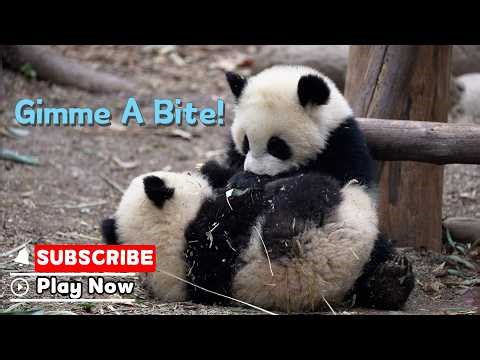 Kindness First. Chaos Later | iPanda