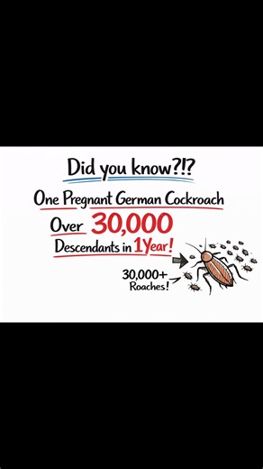 3 Home Mistakes That Attract Roaches (Most People Don’t Know)