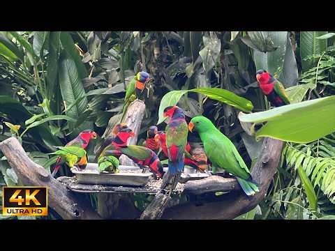 🔴 24/7 LIVE: Cat TV for Cats to Watch 😺 Wild Birds and Squirrels Party All Day 4K