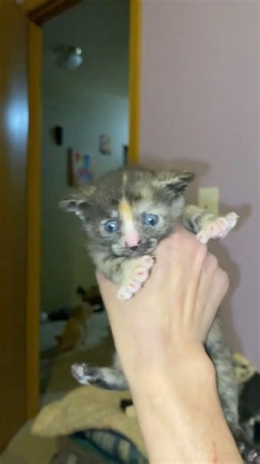 Alien Cat from Outer Space. Marla! First generation Inbred. 21 Days old!