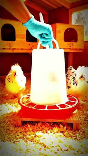 Small Backyard Chicken Coop for 2–4 Chickens | Easy Setup for Fresh Organic Eggs in USA